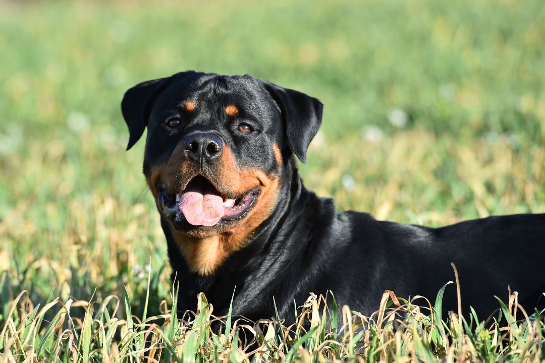 Rottweiler Service Dog Everything You Need To Know Pettable ESA